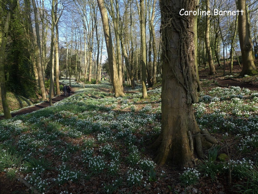 where-to-see-snowdrops