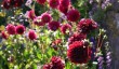 Fursdon-Fox-Garden-Dahlias.jpg