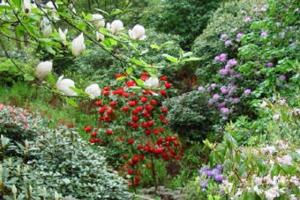 Dunge Valley Gardens