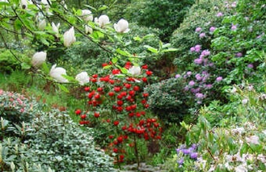 Dunge Valley Gardens Dunge Valley Gardens
