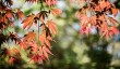 Japanese_Garden_Cornwall.jpg