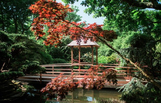 Japanese Garden Cornwall