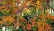 Woodland-at-Barnsdale-Gardens.jpg