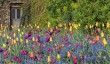 aberglasney-tulip-display.jpg