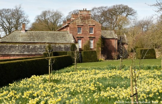 Acorn Bank Daffodils
