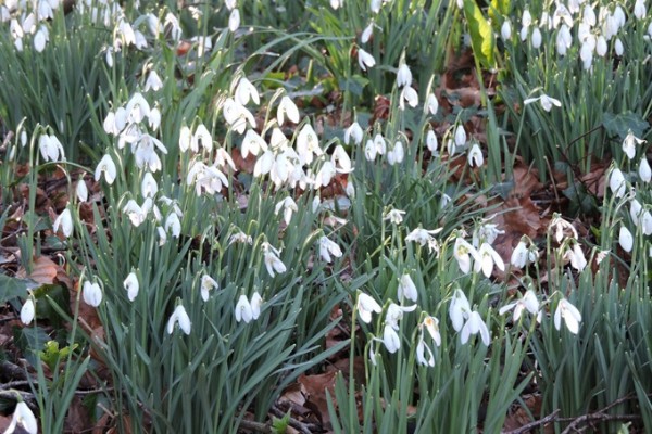 Acorn Bank Snowdrops