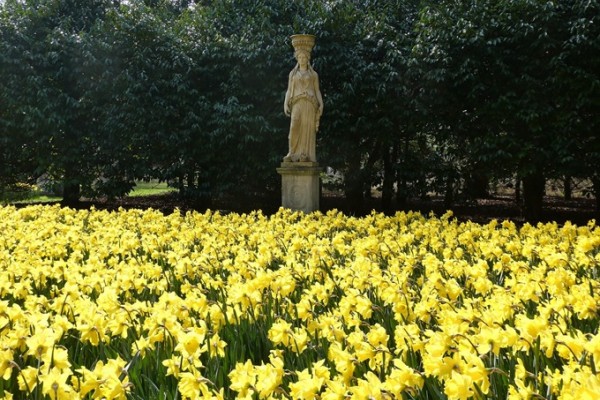 Anglesey Abbey Garden Daffodil Displays 
