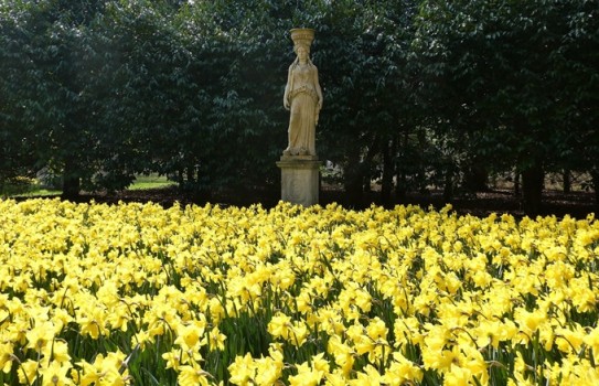 Anglesey Abbey Garden Daffodil Displays Anglesey Abbey Garden Daffodil Displays