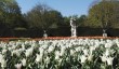 anglesey-abbey-tulips.jpg