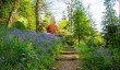 ardkinglas-bluebells.jpg