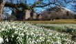 ardkinglas-snowdrops.jpg