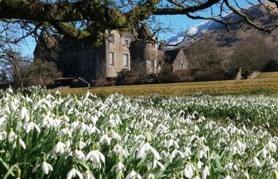 Ardkinglas Woodland Snowdrops Ardkinglas Woodland Snowdrops