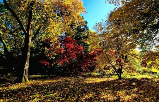 Arley Arboretum near Bewdley Arley Arboretum near Bewdley