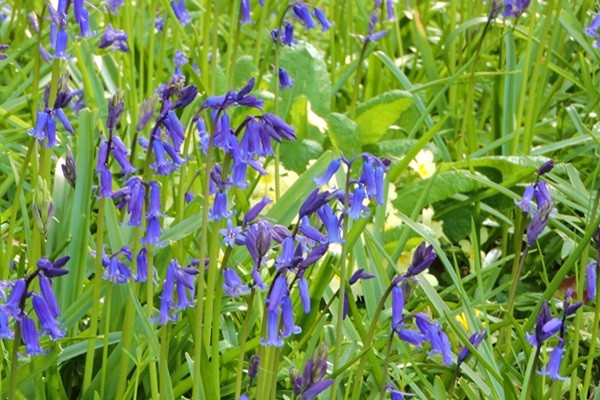 Arlington Court Garden Bluebells