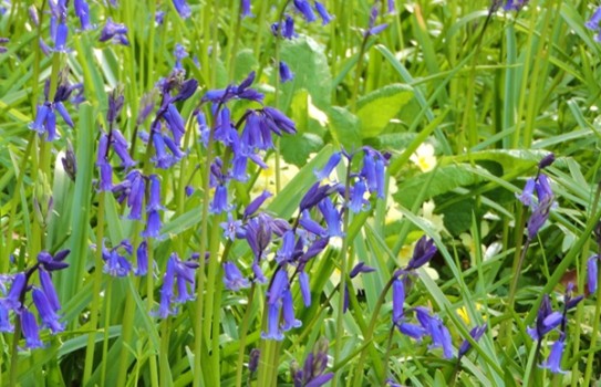 Arlington Court Garden Bluebells