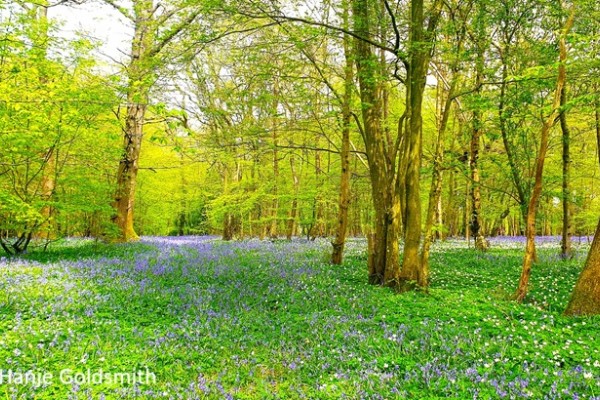 Arlington Court Garden Bluebells