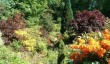 ascog-fernery-garden.jpg