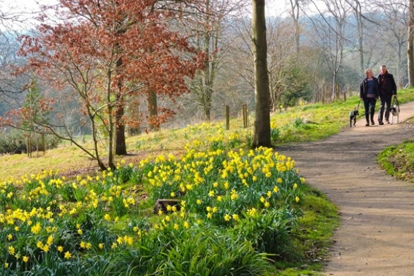 Batsford Arboretum Daffodils