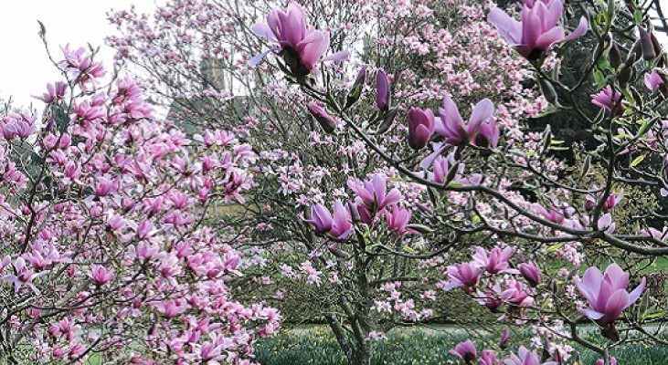 Batsford Arboretum Daffodils