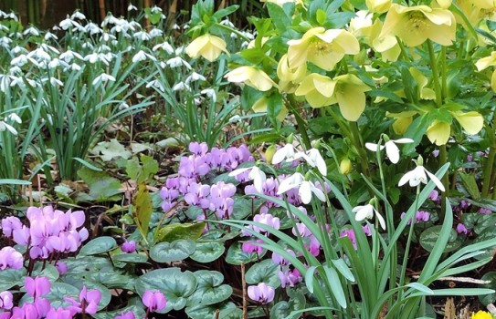 Batsford Arboretum Snowdrops Batsford Arboretum Snowdrops
