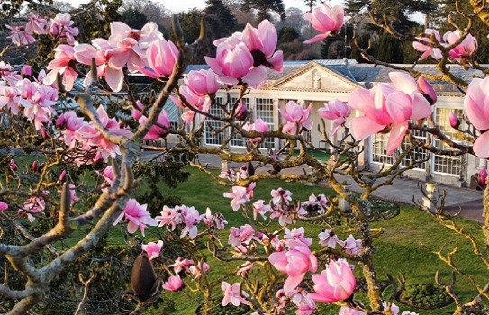 Beautiful garden in Devon Bicton Park Beautiful garden in Devon Bicton Park