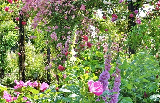 Beautiful gardens in Norfolk