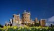 belvoir-castle-daffodils.jpg