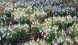 belvoir-castle-snowdrops.jpg