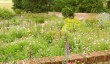 benton-end-garden-6.jpg