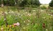 benton-end-gardens-6.jpg