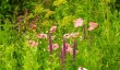 benton-end-gardens-7.jpg