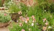 benton-end-irises.jpg
