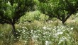 berrington-hall-orchard.jpg