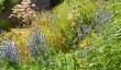 berrington-hall-walled-garden.jpg