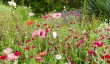 beth-chatto-garden-2.jpg