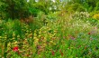 beth-chatto-garden-5.jpg
