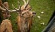 blair-castle-deer-park.jpg