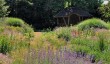 bluebell-cottage-gardens.jpg