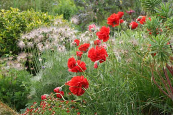 Bluebell Cottage Gardens