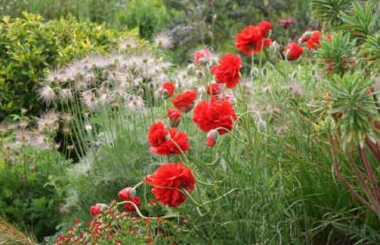 Bluebell Cottage Gardens Bluebell Cottage Gardens