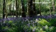 bluebells-scotland.jpg