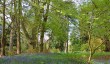 bluebells-worcestershire.jpg