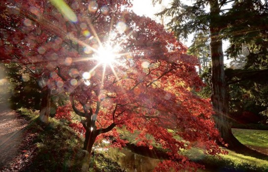 Bodnant Gardens Autumn