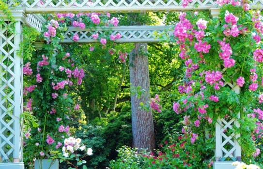 Bodnant Rose Gardens