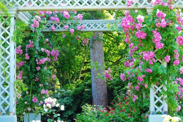 Bodnant Rose Gardens
