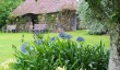 bonython-agapanthus.jpg