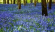 bowood-bluebells.jpg