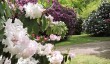 bowood-rhododendron-garden-wiltshire.jpg