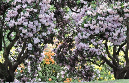 Bowood Rhododendron Gardens