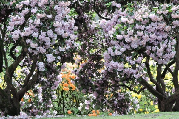Bowood Rhododendron Gardens